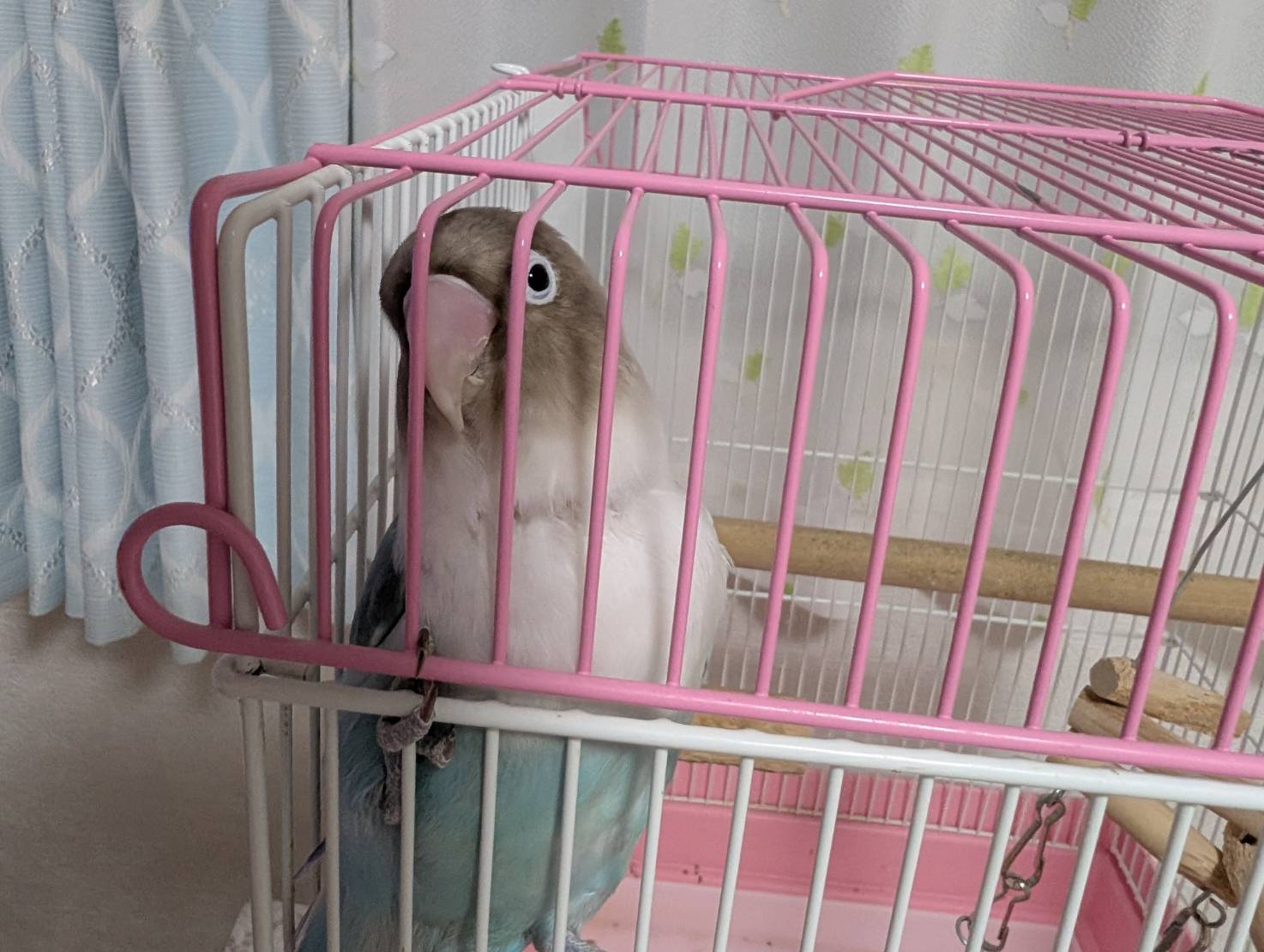 伊勢崎市で外構工事をご検討の方へ 🏠✨